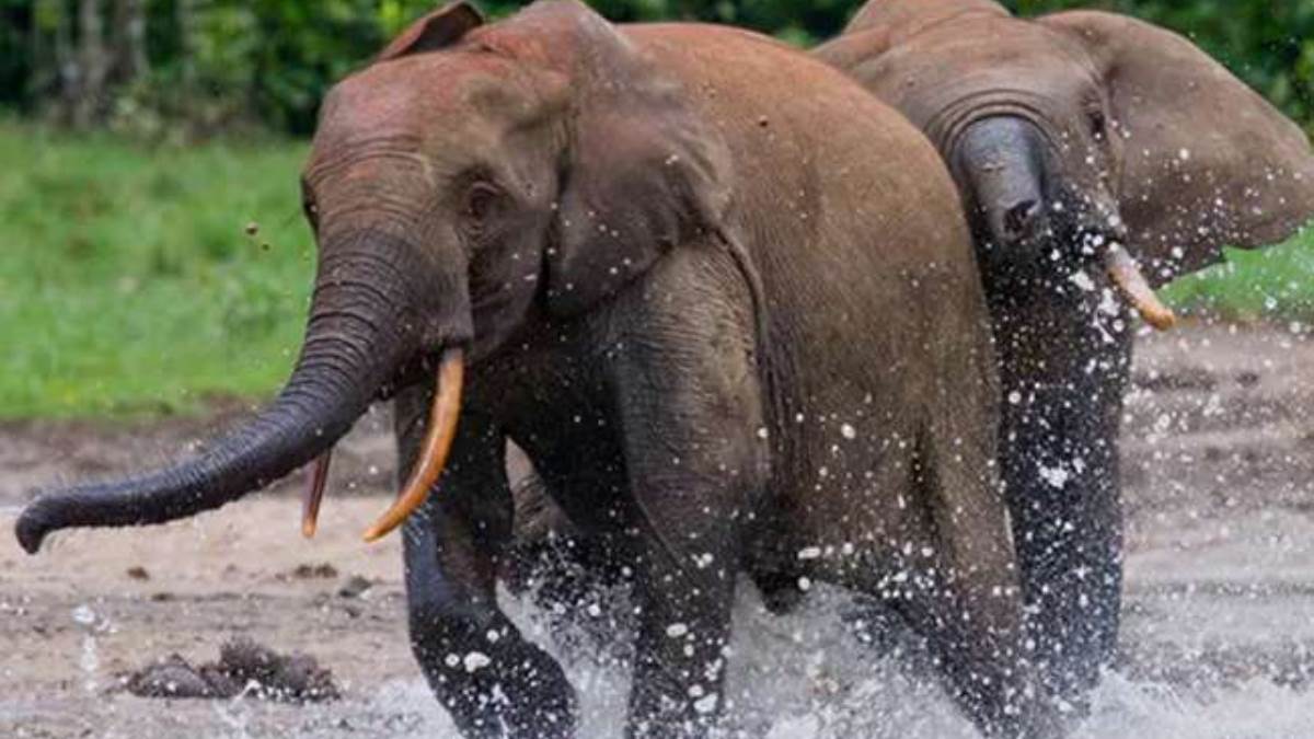 mp news elephant stuck in panna tiger reserve river rescued after four hours