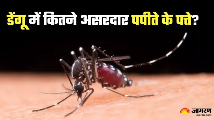 डेंगू फीवर में कितना असरदार गिलोय और बकरी का दूध (Picture Credit- Freepik)