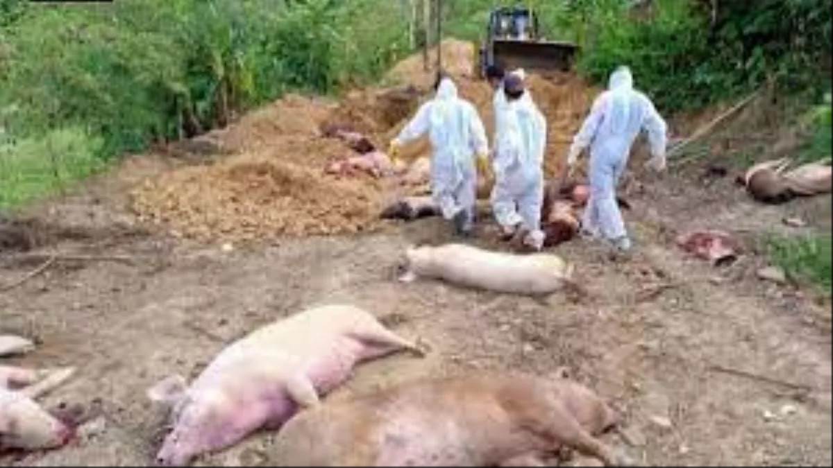 https://www.jagranimages.com/images/newimg/13082025/13_08_2025-african_swine_flu_24012413.jpg