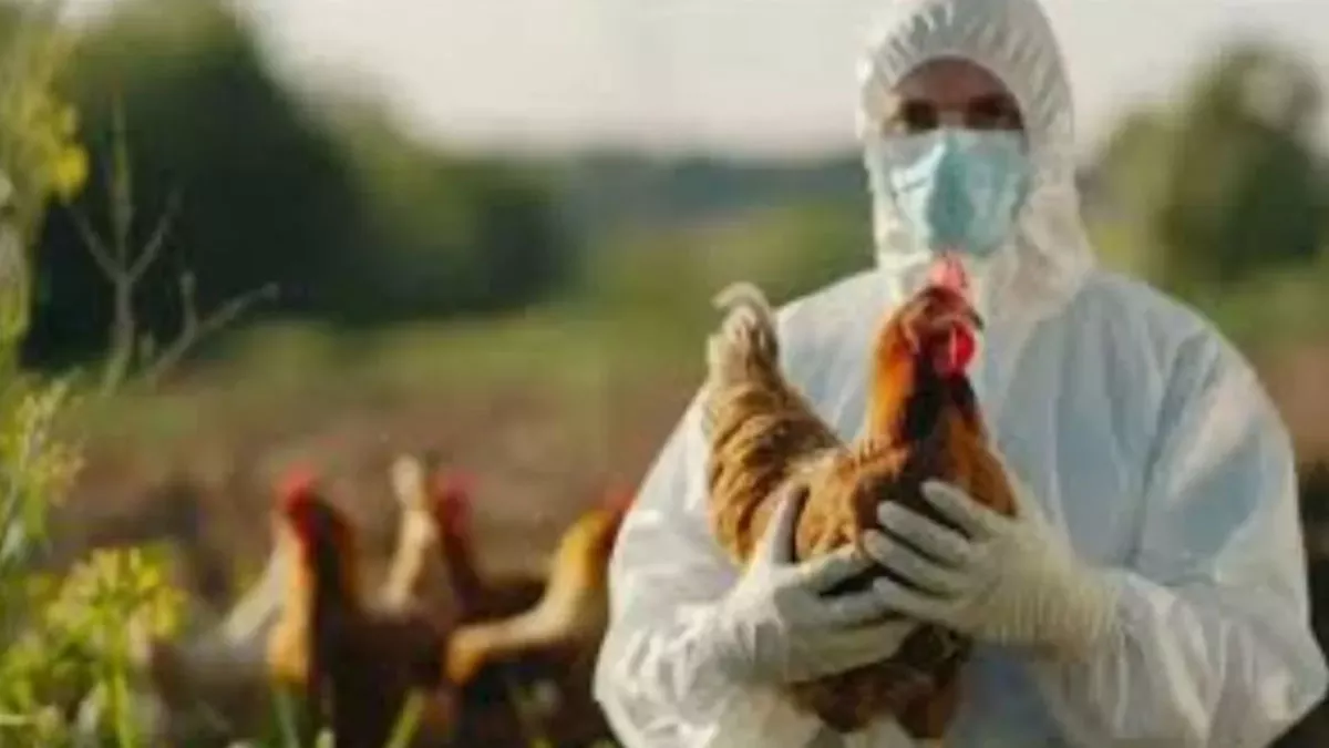 Bird Flu: यूपी से कुक्कुट पक्षियों, अंडों और मांस के परिवहन पर रोक, पोल्ट्री फार्मों को सुरक्षा बरतने के निर्देश