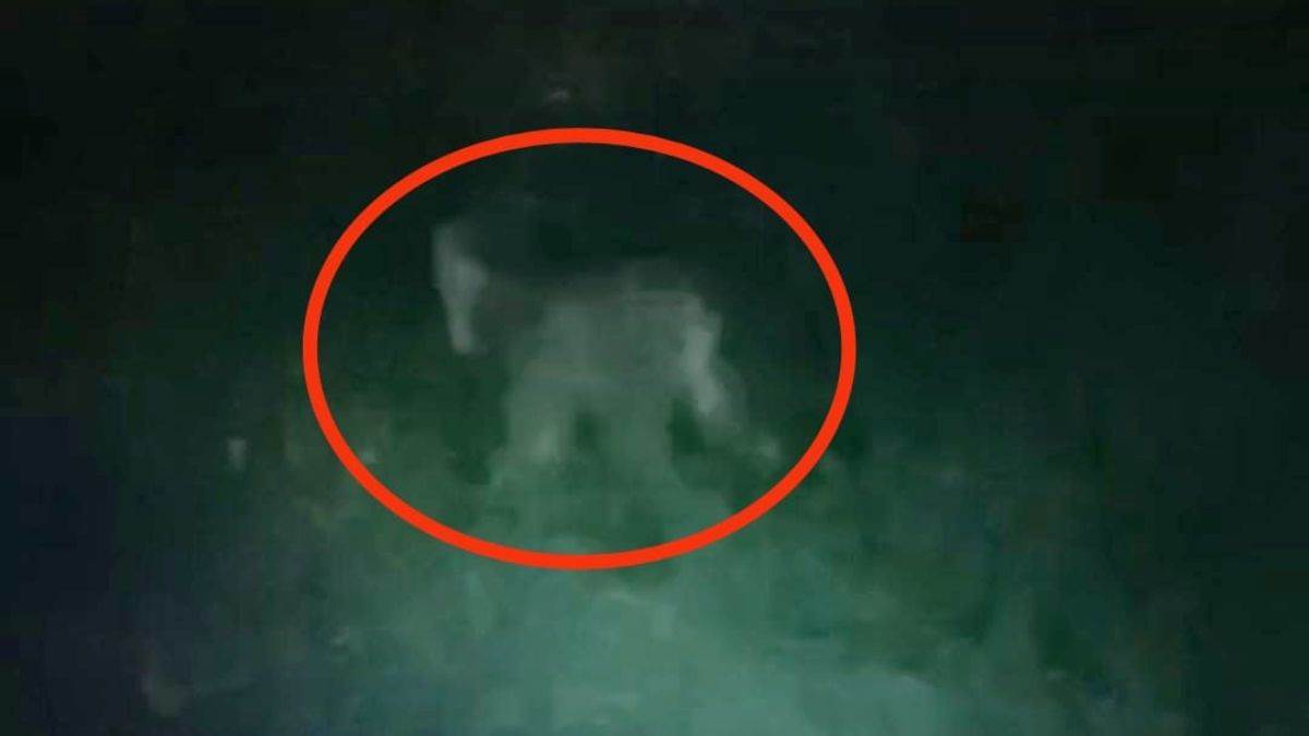 leopard scare in hapur villagers fearful after sightings