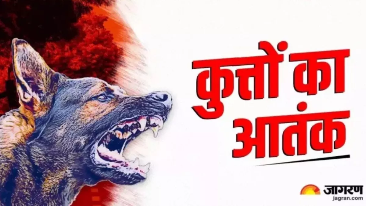 "आवारा आतंक" के जबड़े ने नहीं भूलने वाला दिया दर्द, क‍िसी ने गंवाई जान तो कोई पाया गहरा जख्‍म