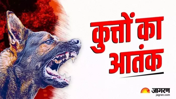 कुत्तों का आतंक बरकरार, खूंखार और बीमार कुत्तों शल्टर होम में रखेगा निगम