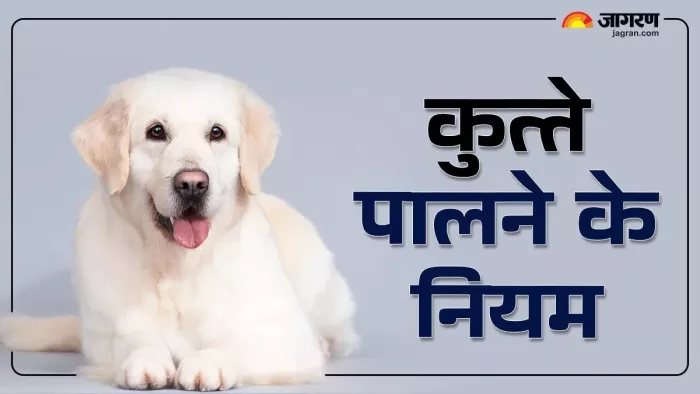 अगर आपने कुत्ता पाला है तो उसका इंतजाम भी जरूर करें, जान लें नियम कायदे।