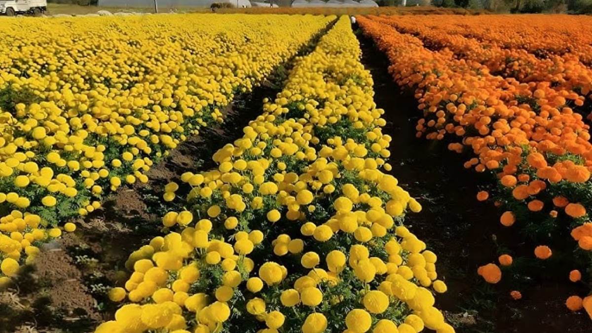 promoting floriculture in punjab horticulture minister boosts flower farming