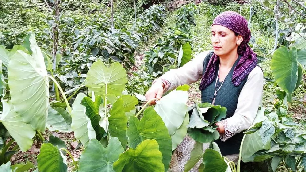 हिमाचल में बरसात के माैसम में पतीड़ हर रसोई की स्पेशल डिश, पढ़ें क्या हैं इसके फायदे