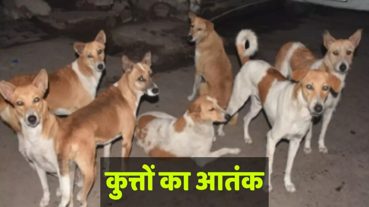 Kanpur News: कानपुर में रात सन्नाटे में बाहर निकलना मुश्किल, कुत्तों के आतंक से लोगों में डर