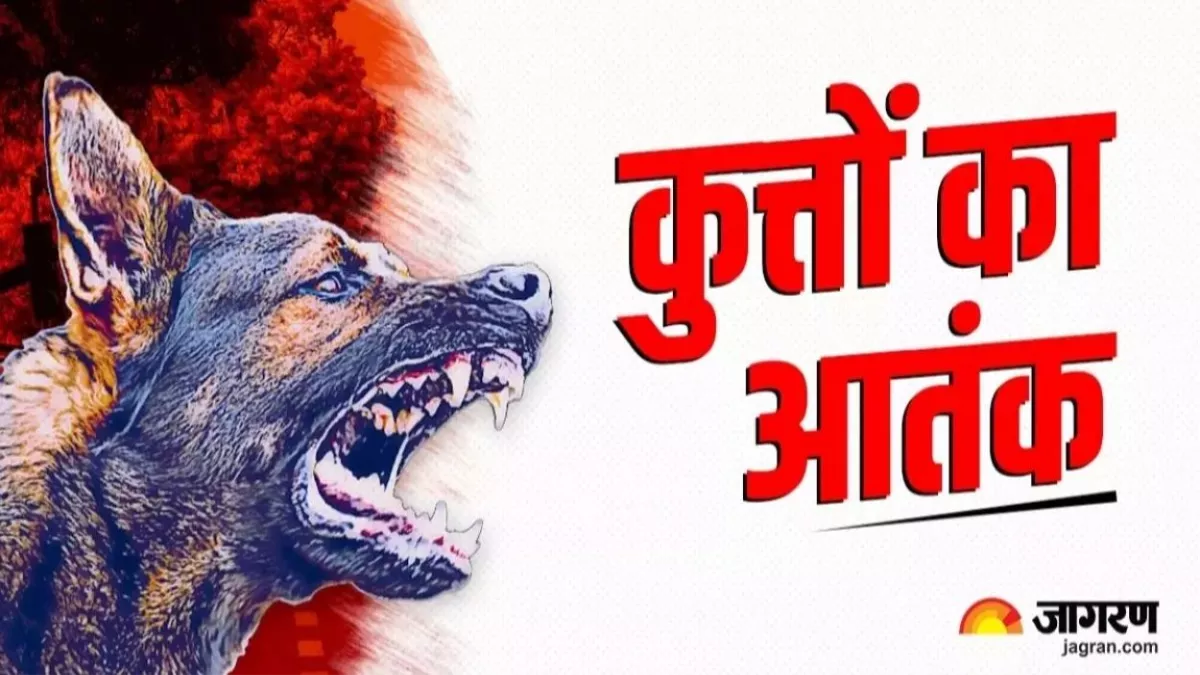 Kanpur News: कानपुर में कुत्तों का आतंक, सड़कों पर घूम रहे 1.3 लाख, हजारों लोगों को बनाते निशाना