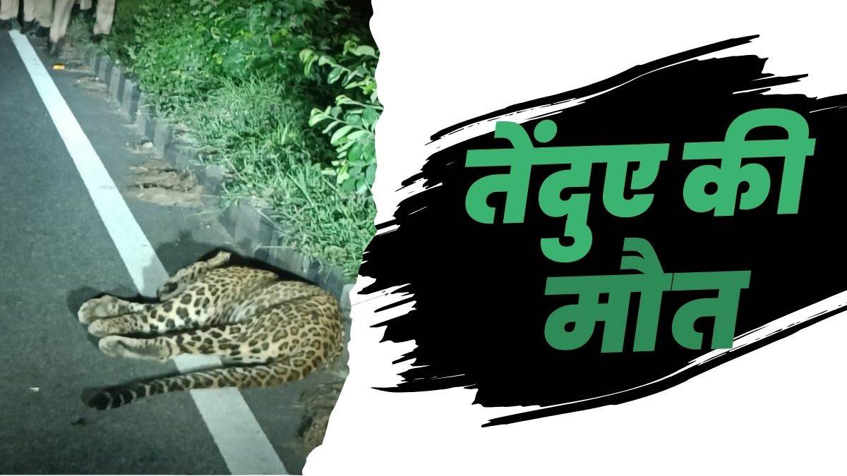 https://www.jagranimages.com/images/newimg/13082025/13_08_2025-leopord_died_24012180.jpg