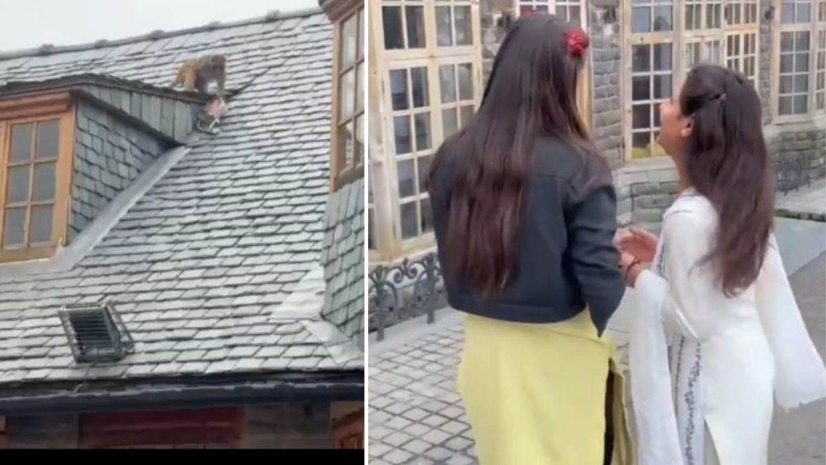 monkey menace in shimla monkeys snatched girls bag with money and documents