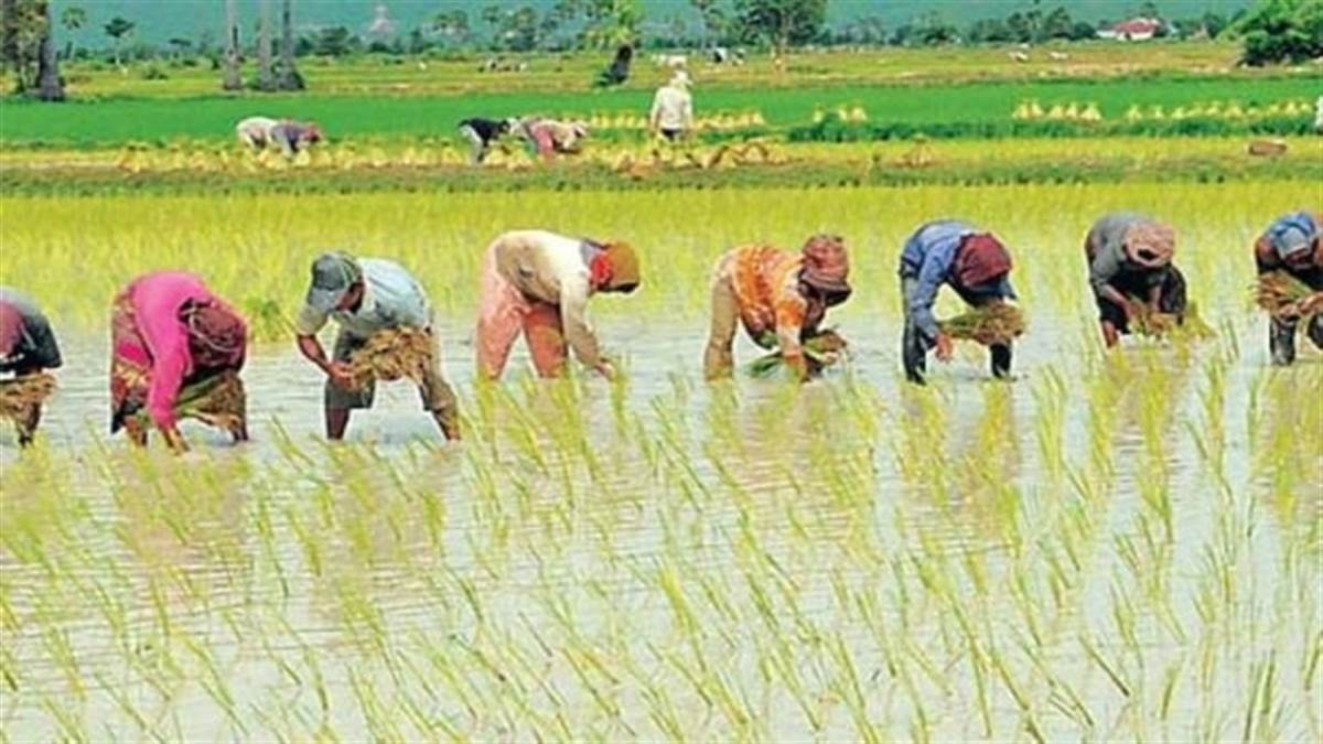 muzaffarpur news despite the rains at the end of sawan and in bhado paddy plantation is only 83 percent