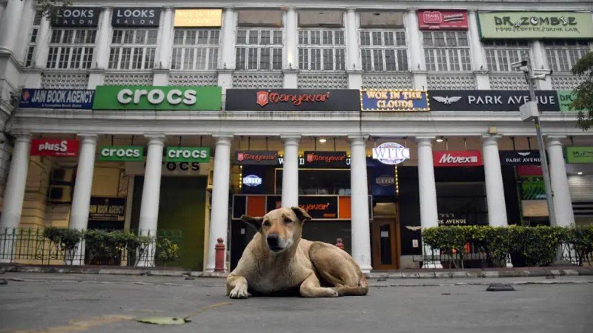 https://www.jagranimages.com/images/newimg/13082025/13_08_2025-stray_dogs_ani_1_24011974.jpg