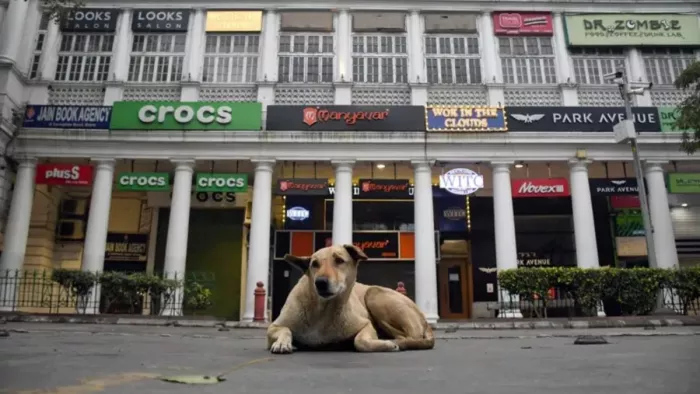 आवारा कुत्तों के लेकर क्या है दुनियाभर में नियम (फोटो-एएनआई)