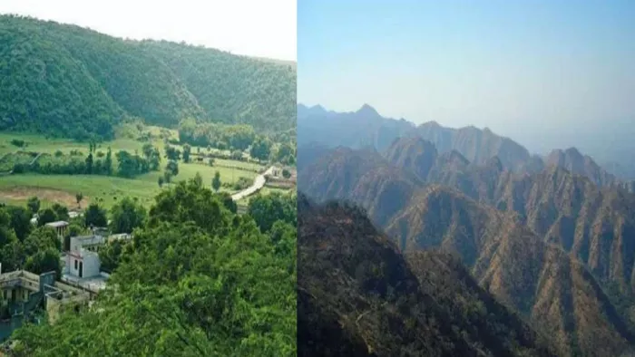 Aravali News: बारिश थमने के बाद अरावली पर्वत श्रृंखला में मौजूद वनस्पतियों के खजाने की तलाश
