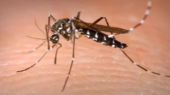 पटना में बढ़ रहे हैं डेंगू के मामले। प्रतीकात्मक तस्वीर