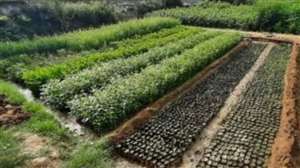 Subsidy for Horticulture: राष्ट्रीय कृषि विकास योजना के तहत ऐसे करें आवेदन : जागरण