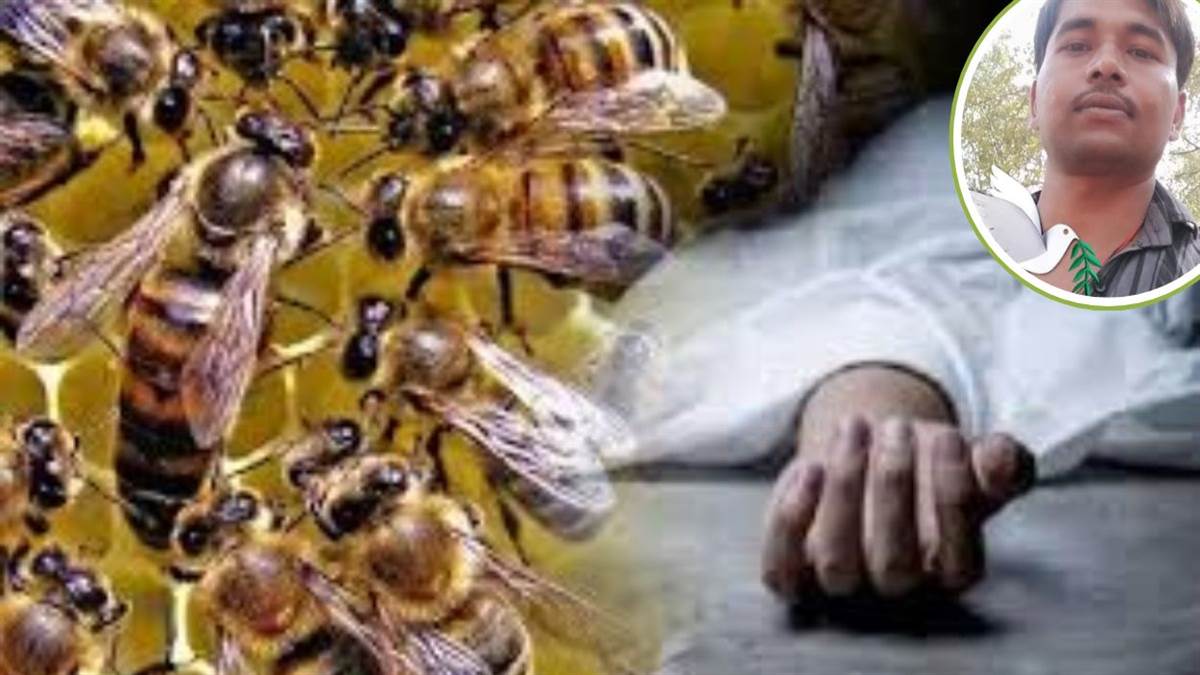 https://www.jagranimages.com/images/newimg/13092025/13_09_2025-bee_attack_in_mahoba_24045999.jpg