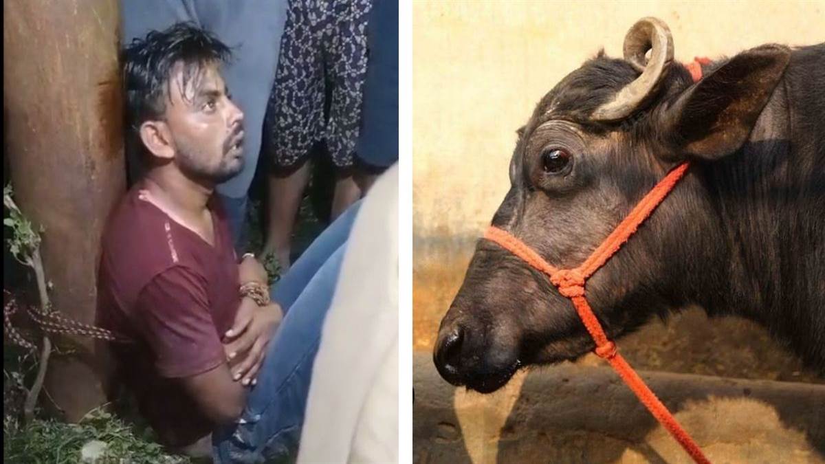 https://www.jagranimages.com/images/newimg/13092025/13_09_2025-bhains_24045615.jpg