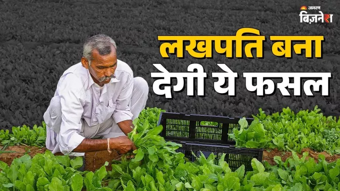 Business Idea: सितंबर में मालामाल करने वाली फसलें, लाखों का होगा मुनाफा; बस अपनाना होगा ये तरीका