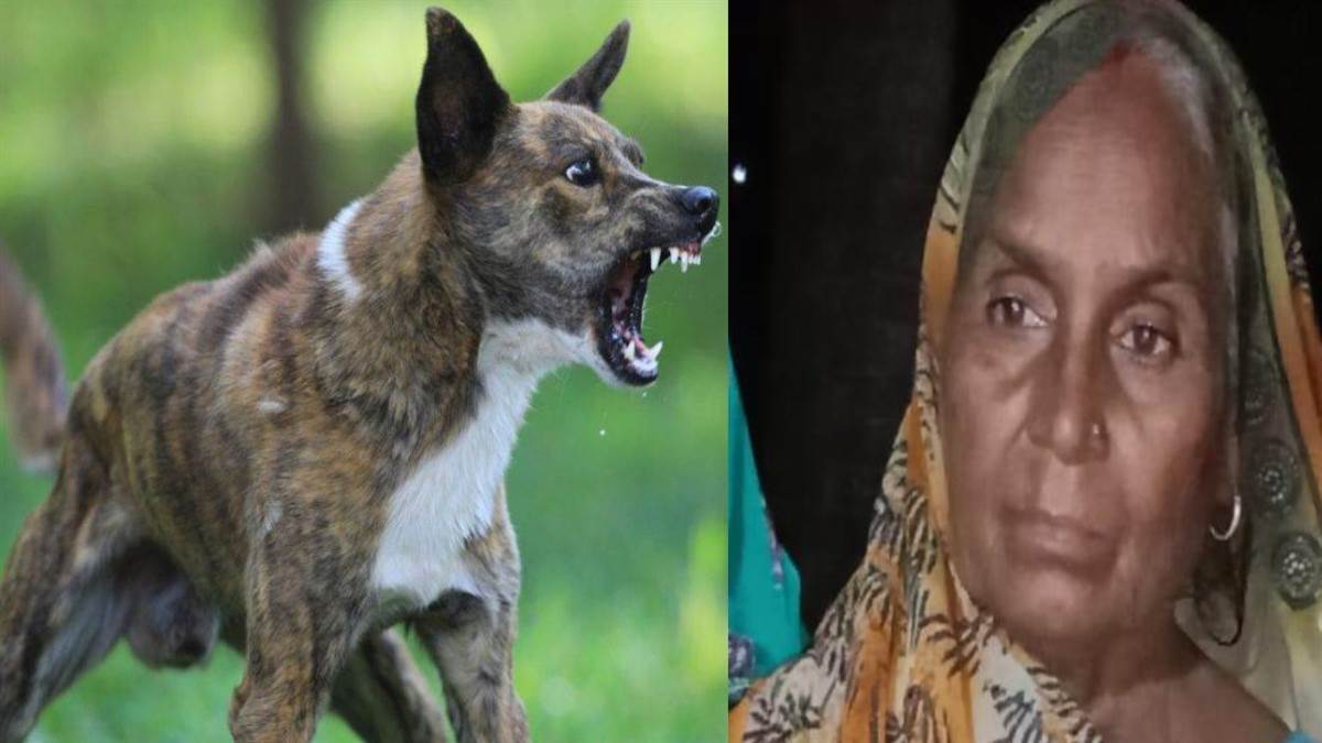 https://www.jagranimages.com/images/newimg/13092025/13_09_2025-dog_24045991.jpg