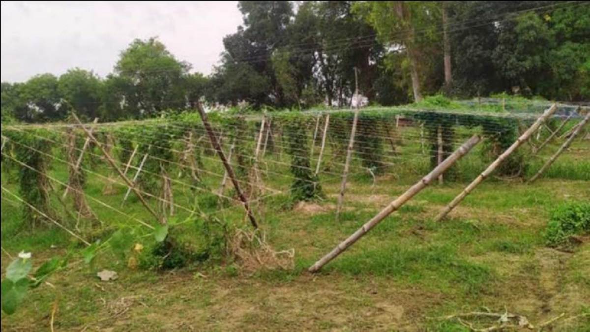 https://www.jagranimages.com/images/newimg/13092025/13_09_2025-farming_technique_24045981.jpg