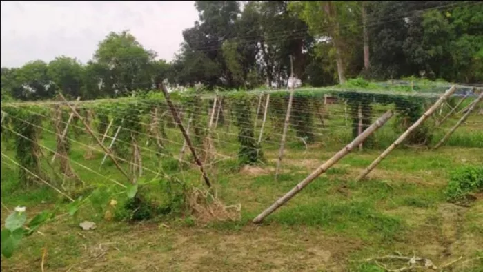 प्रयागराज के दरोगापुर में मचान विधि से की गई कुंदरू की खेती। सौजन्य : किसान