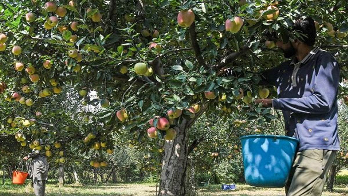 https://www.jagranimages.com/images/newimg/13092025/13_09_2025-kashmir_apple_24045705.jpg