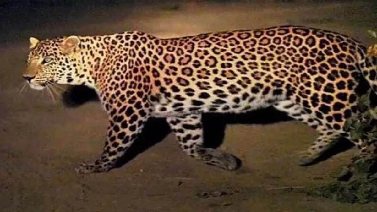 https://www.jagranimages.com/images/newimg/13092025/13_09_2025-leopard_r_24046115.jpg