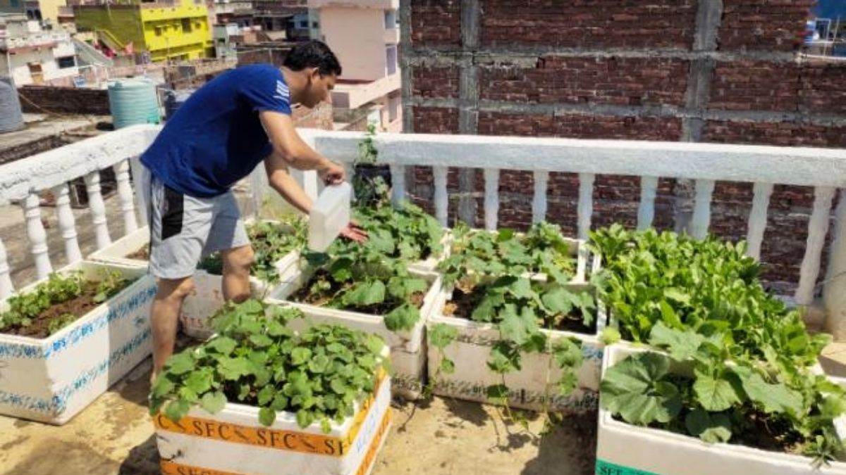 https://www.jagranimages.com/images/newimg/13092025/13_09_2025-sabji_on_roof_top_24046131.jpg
