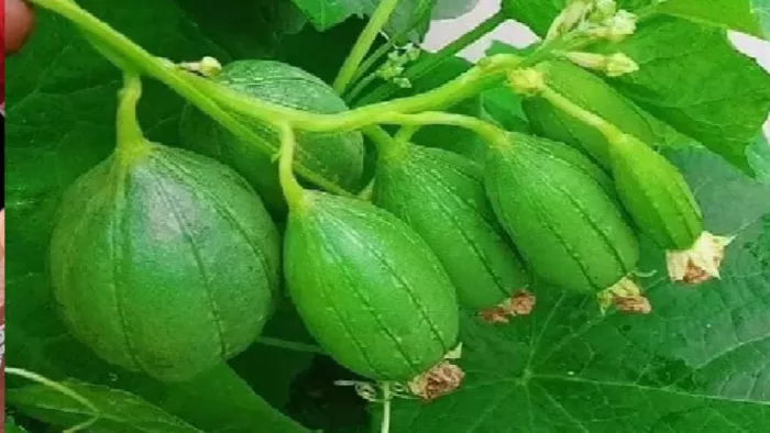 बाजारों में पूजन सामग्री की खरीदारी के लिए रौनक देखने को मिली।