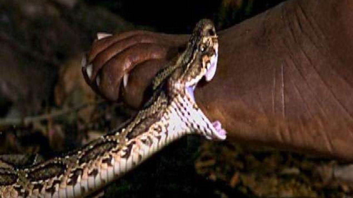 https://www.jagranimages.com/images/newimg/13092025/13_09_2025-snake_bite_24045493.jpg