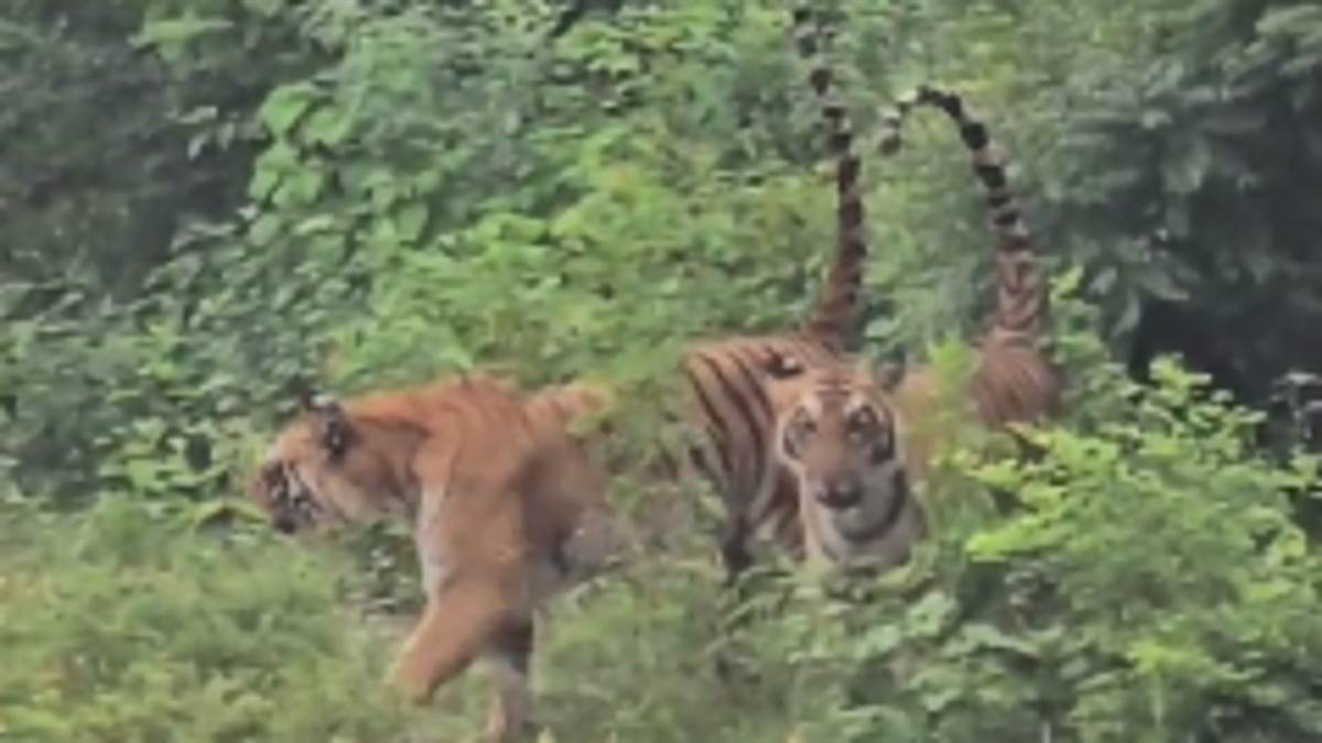 https://www.jagranimages.com/images/newimg/13092025/13_09_2025-tiger_1_24045509.jpg