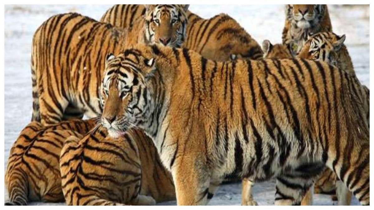 two tigresses sariska and mukundra will be sent from ranthambore located in sawai madhopur district of rajasthan