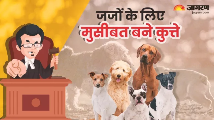 जजों के लिए कुत्ते बने मुसीबत, हाईकोर्ट ने डीसी को दिए जल्द राहत देने के आदेश।