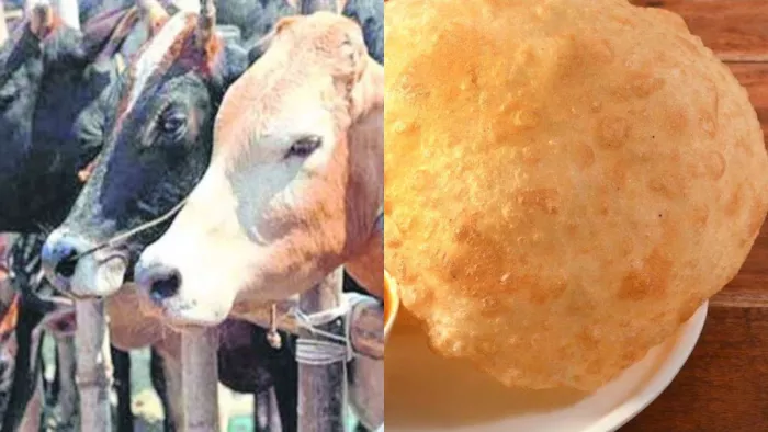जिला पशुपालन एवं डेयरी विभाग ने की गायों को लेकर जारी की एडवाइजरी