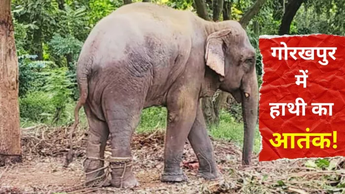 विनोद वन में हाथी गंगाराम। - जागरण