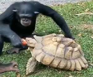 इस वीडियो को Earth's Beauty ने शेयर किया है।