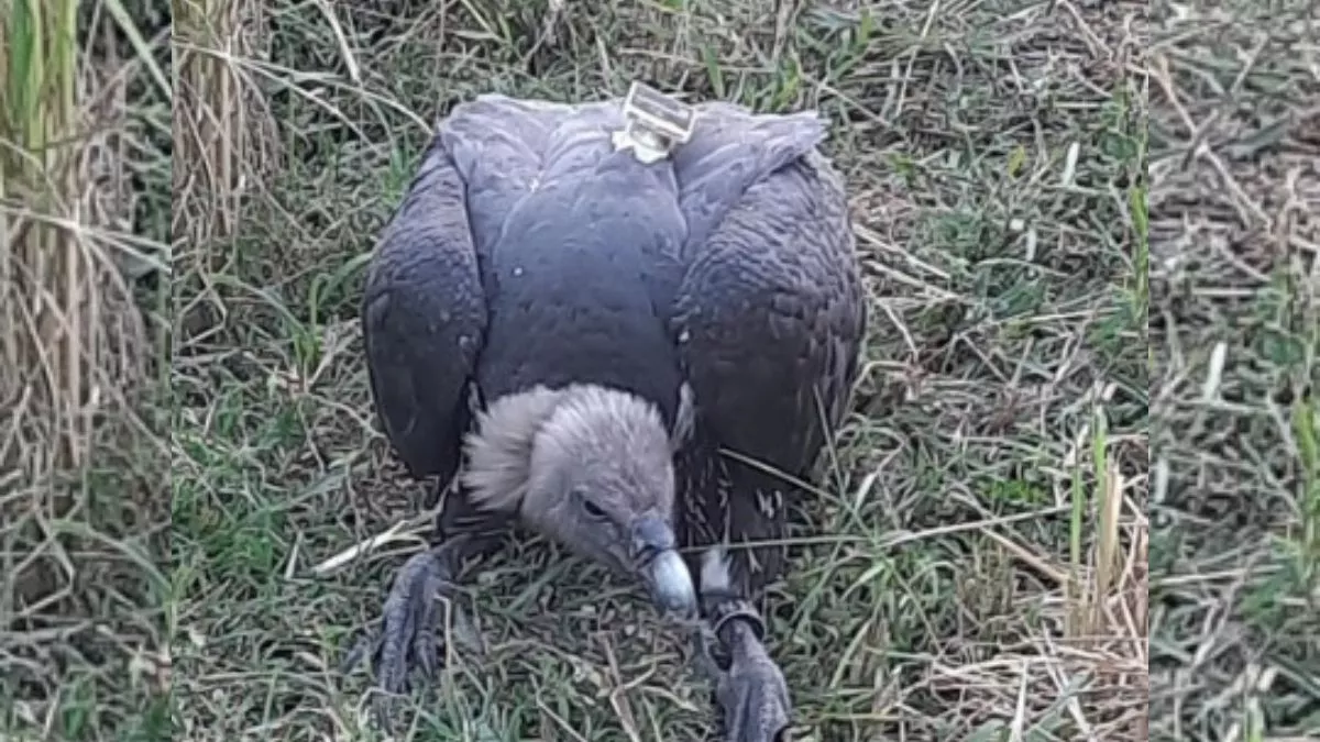 दरभंगा में मिला एक अजीबो- गरीब गिद्ध, पुलिस ने सुरक्षा घेरे में लिया - A device like a camera is placed on the vulture neck police took it under security cordon in