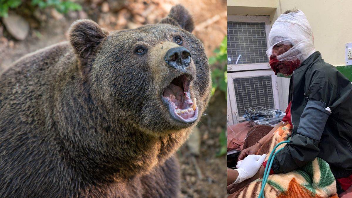 bageshwar news bear attack on man at kapkot in bageshwar