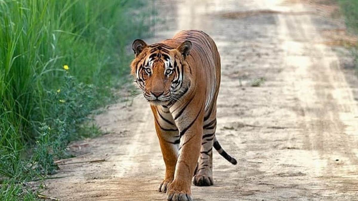 dudhwa tiger reserve to open for domestic and foreign tourists from 15 november