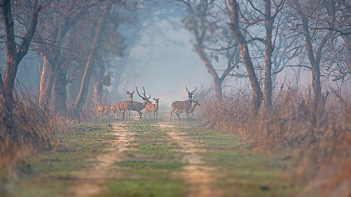 the wait for domestic and foreign tourists is over dudhwa will open from 15 tourists will be able to enjoy jungle safari
