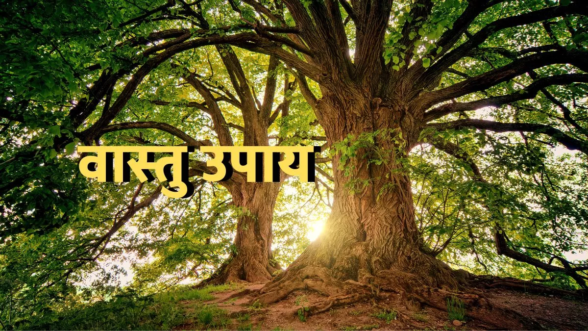 Yoga: Reasons to perform Vriksasana or Tree Posture | Tips News | Zee News