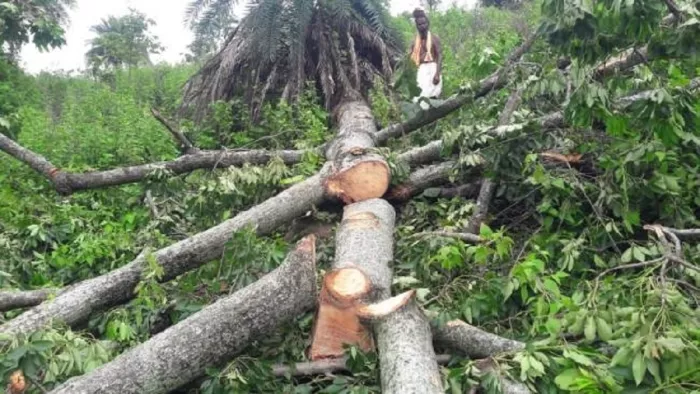 लकड़ी माफिया जंगलों में चला रहे हैं अवैध कारोबार।