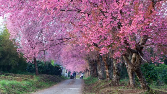 भारत में भी ले सकते हैं Cherry Blossoms देखने का आनंद (Picture Courtesy: Freepik)