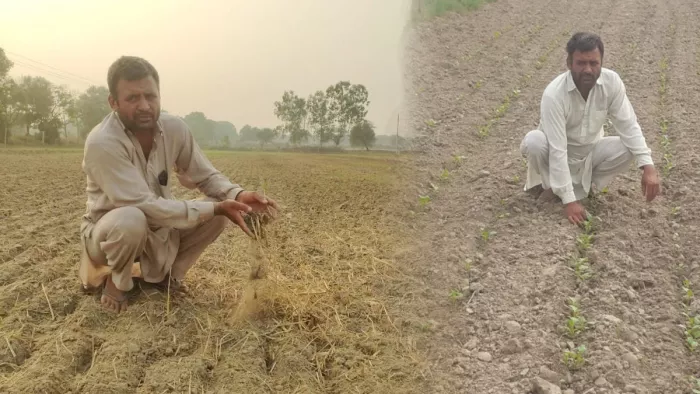 हरियाणा: पराली से बंजर जमीन को उपजाऊ बनाना (जागरण फोटो)
