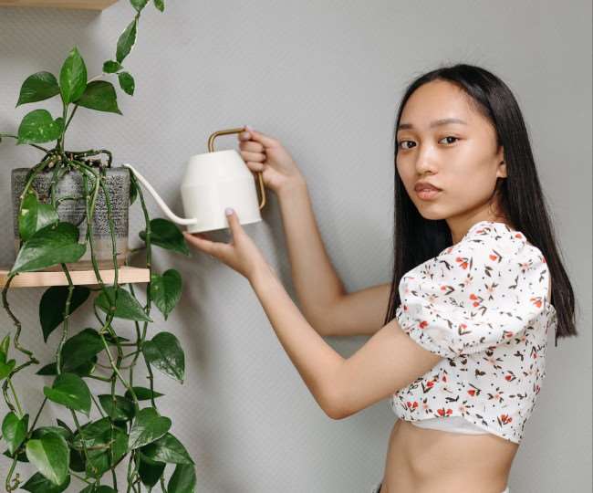 https://www.jagranimages.com/images/newimg/13122021/13_12_2021-money_plant_watering_22290179.jpg