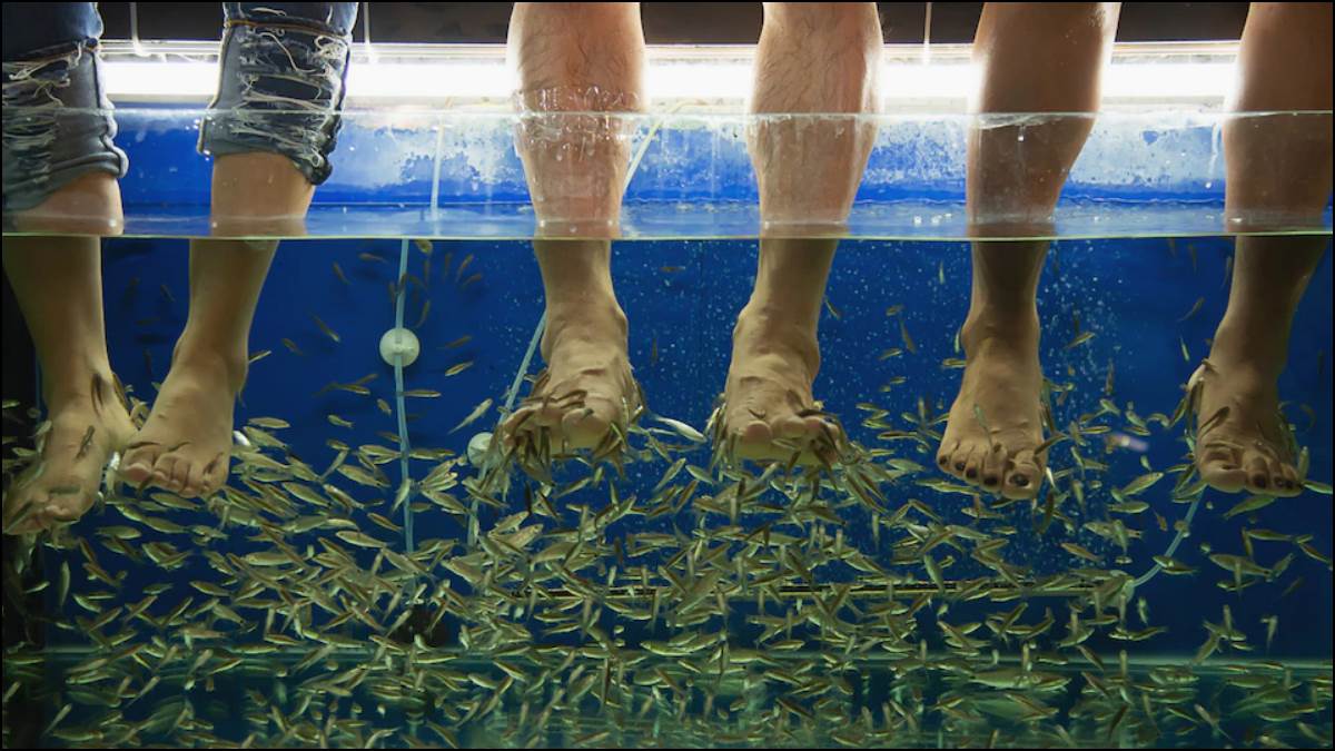 Fish Spa Side Effects सेहत के लिए काफी हानिकारक है फिश स्पा, एड्स जैसी