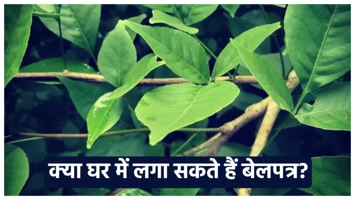 Bel Patra Tree क्या घर में लगा सकते हैं बेलपत्र का वृक्ष?