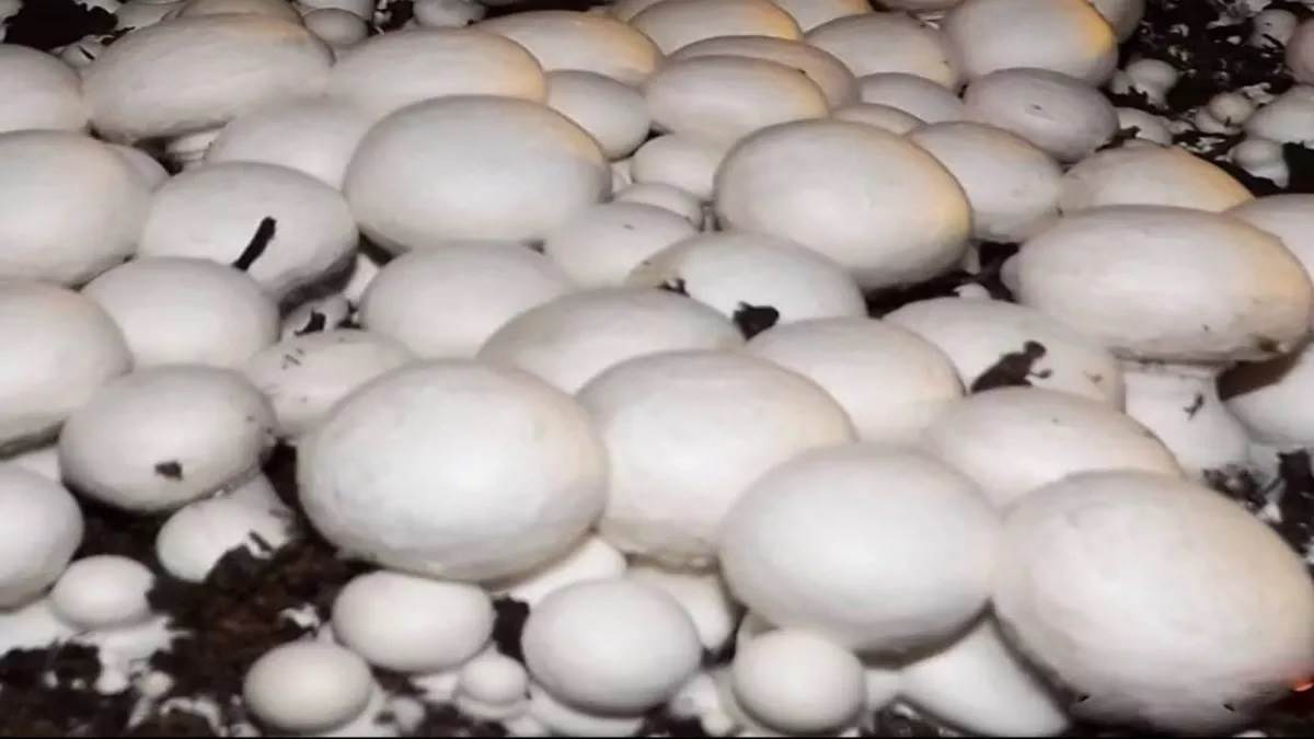 Mushroom ki kheti पढ़ें मशरूम के बीज तैयार करने की विधि, किसान कर सकते
