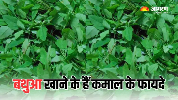 पोषक तत्वों का भंडार है बथुआ (Picture Courtesy: Freepik)